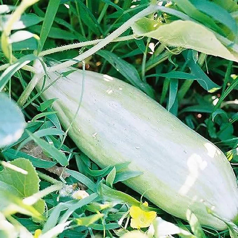 Rare Banana Melon Seed Exotic Charm Sweet Fruit Unique Flavor - Image 6