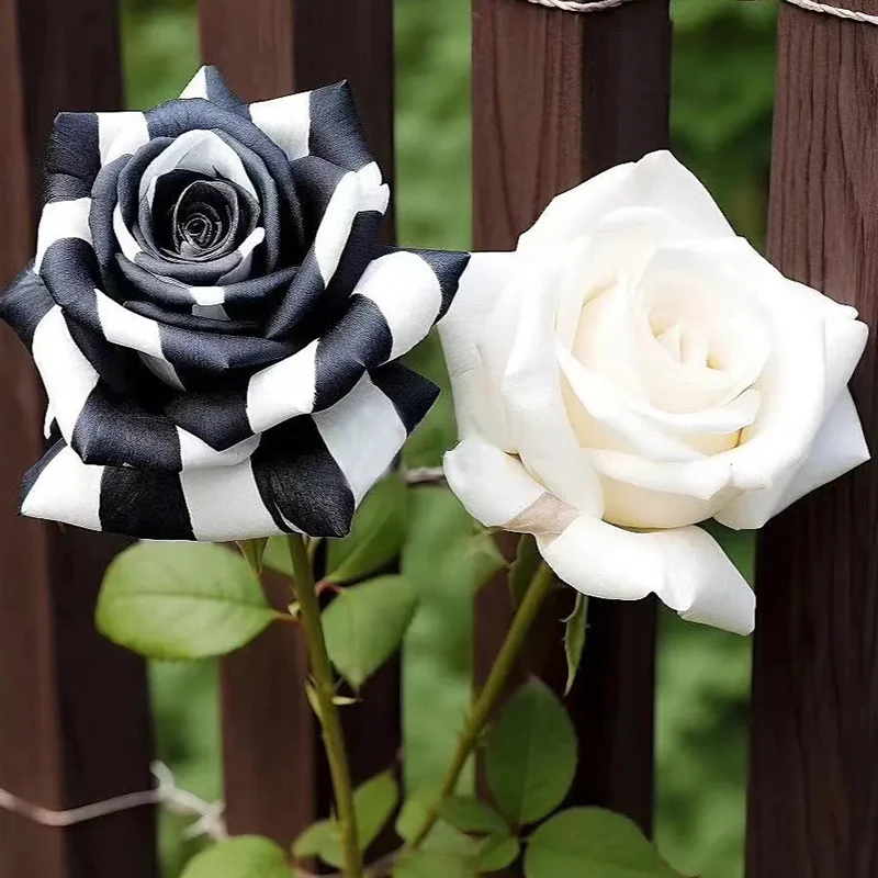 Rare Black and White Twin Roses - Image 10