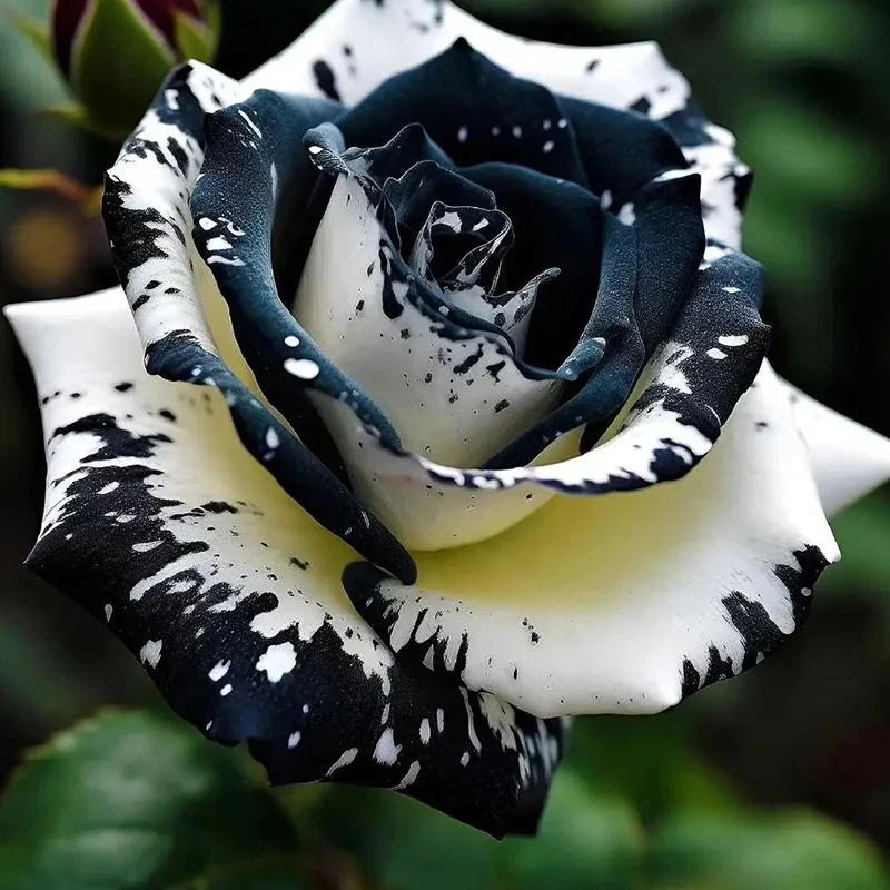 Rare Black and White Twin Roses - Image 6
