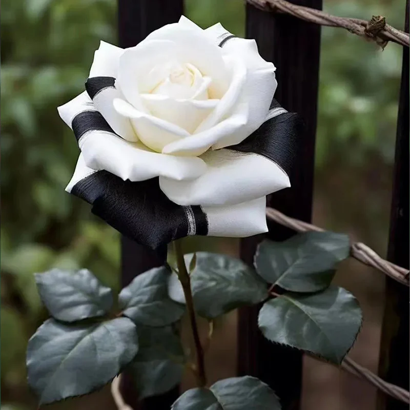 Rare Black and White Twin Roses - Image 8