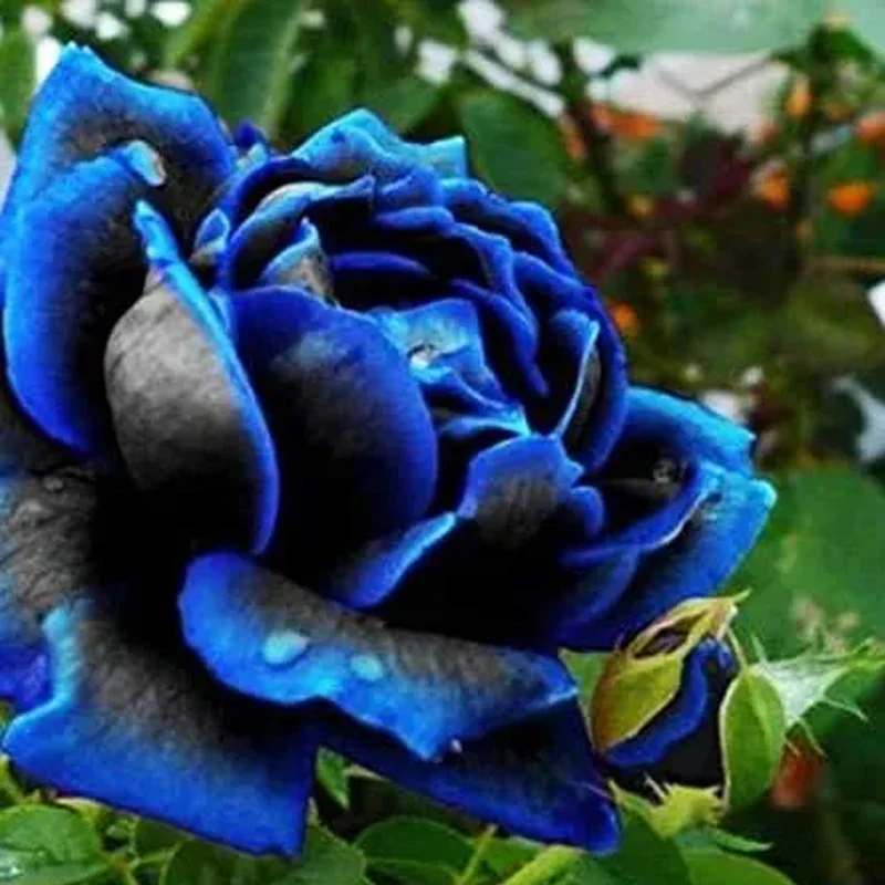 Rare Black Blue Rose- Seeds - Image 3
