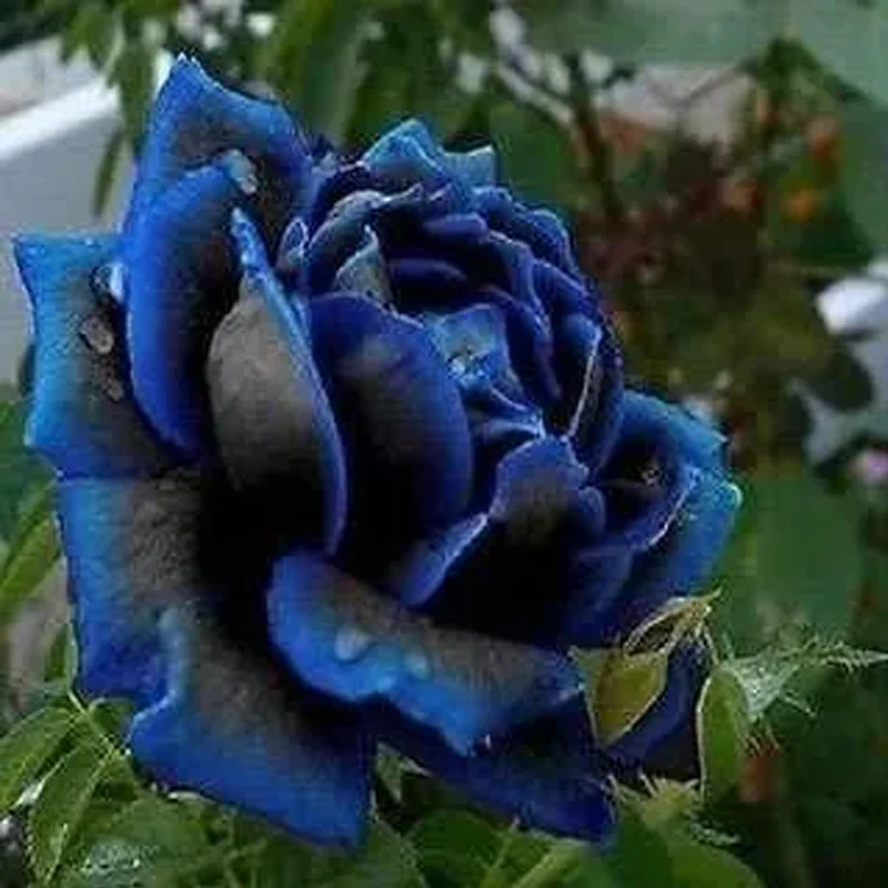Rare Black Blue Rose- Seeds - Image 4