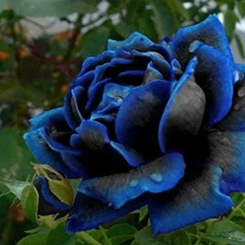 Rare Black Blue Rose- Seeds - Image 5