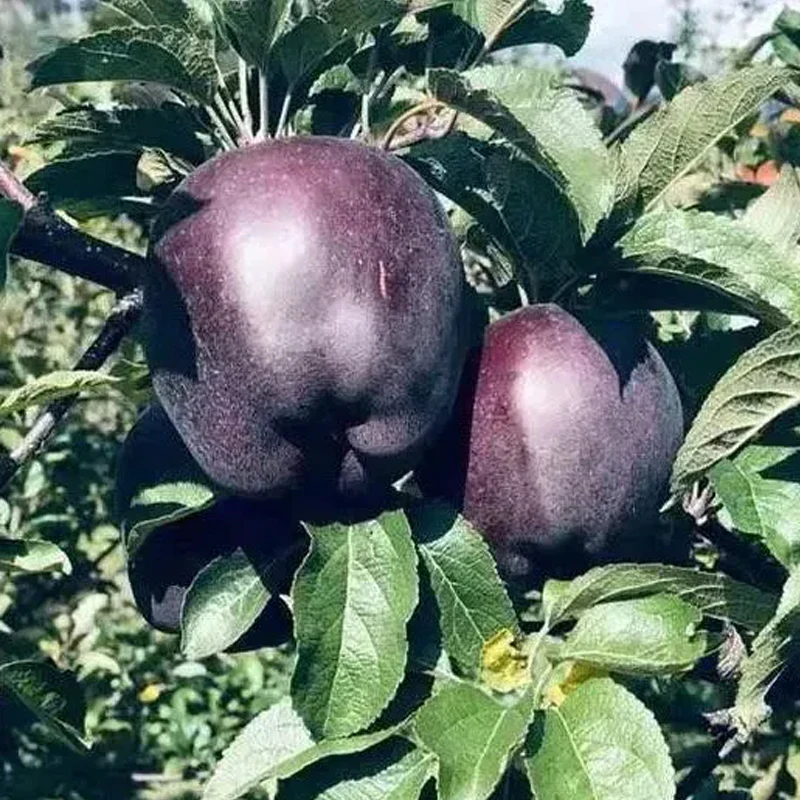 Rare Black Diamond Apple Seeds - Image 3