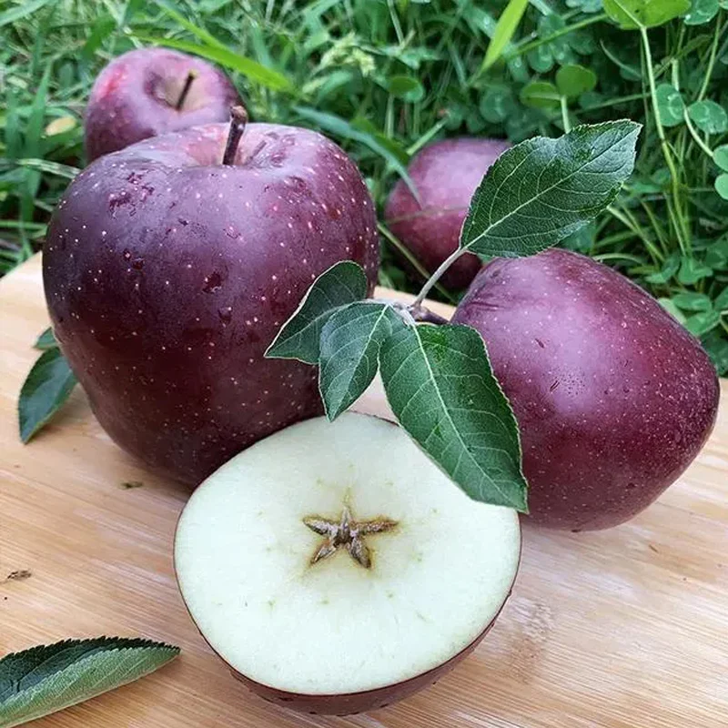 Rare Black Diamond Apple Seeds - Image 4