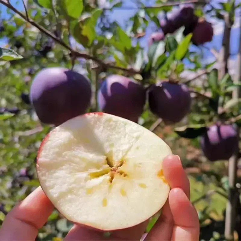 Rare Black Diamond Apple Seeds - Image 5