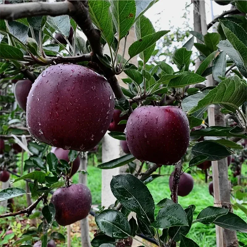 Rare Black Diamond Apple Seeds - Image 6
