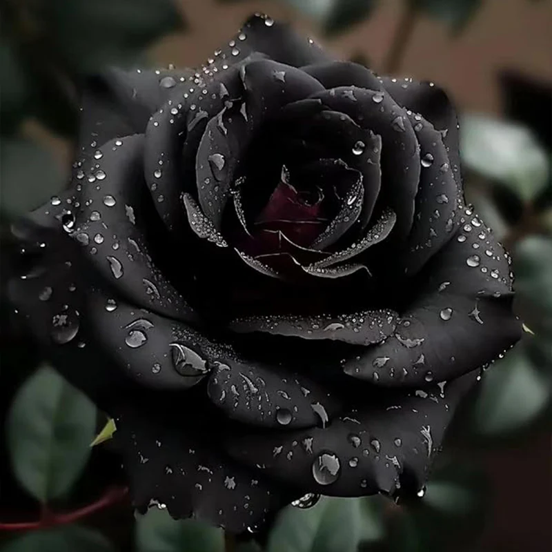 Rare Black Rose Seeds for Planting