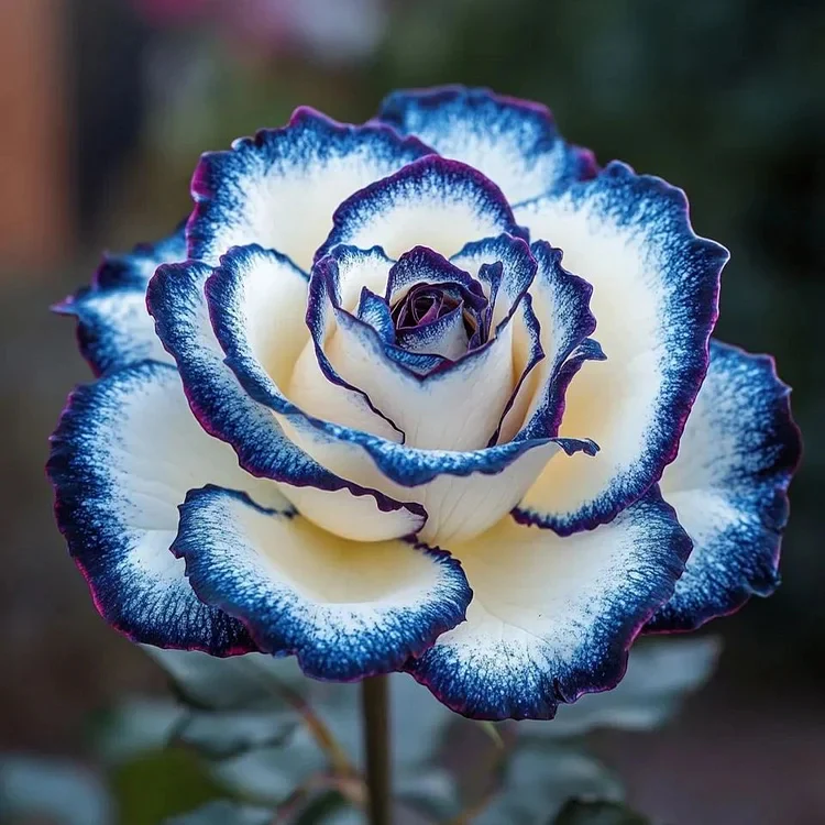 Rare Blue Moon Rose & Multi-Colored Petal Lace Rose Seeds - Image 2