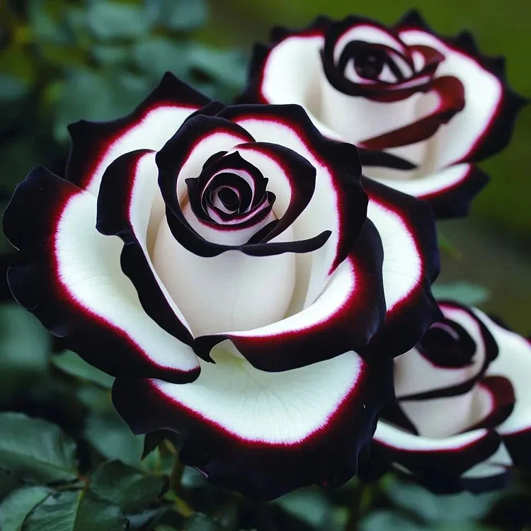 Rare Blue Moon Rose & Multi-Colored Petal Lace Rose Seeds - Image 3