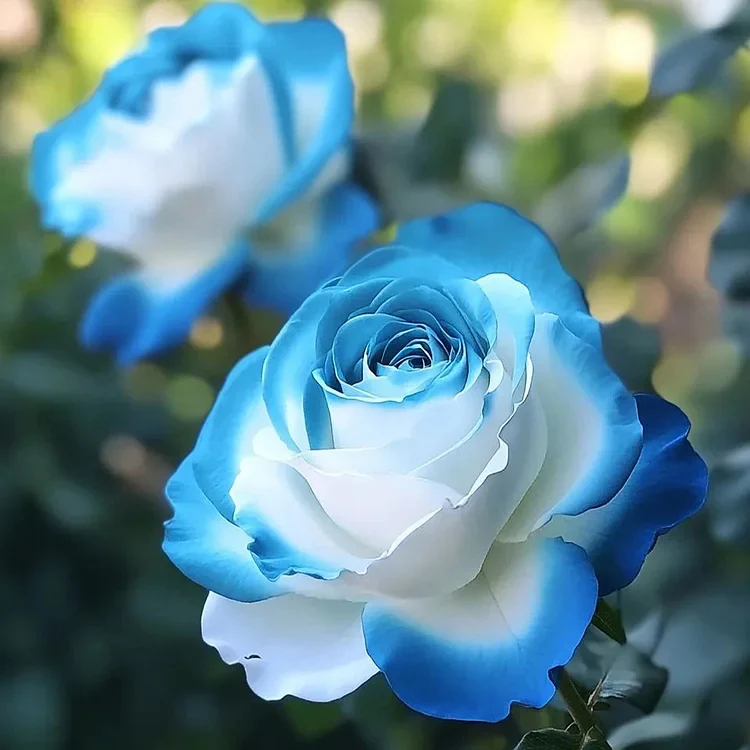 Rare Blue Moon Rose & Multi-Colored Petal Lace Rose Seeds - Image 8