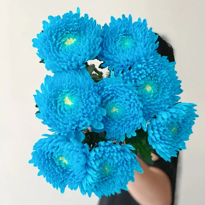 Rare blue Peony Chrysanthemum - Image 3