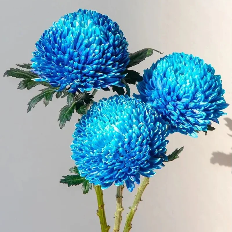 Rare blue Peony Chrysanthemum - Image 5