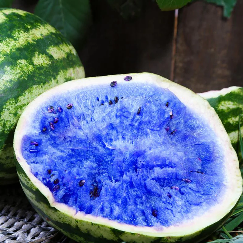 Rare Blue Watermelon Fruit Seed Sweet Juicy Fruits High Germination Rate - Image 5