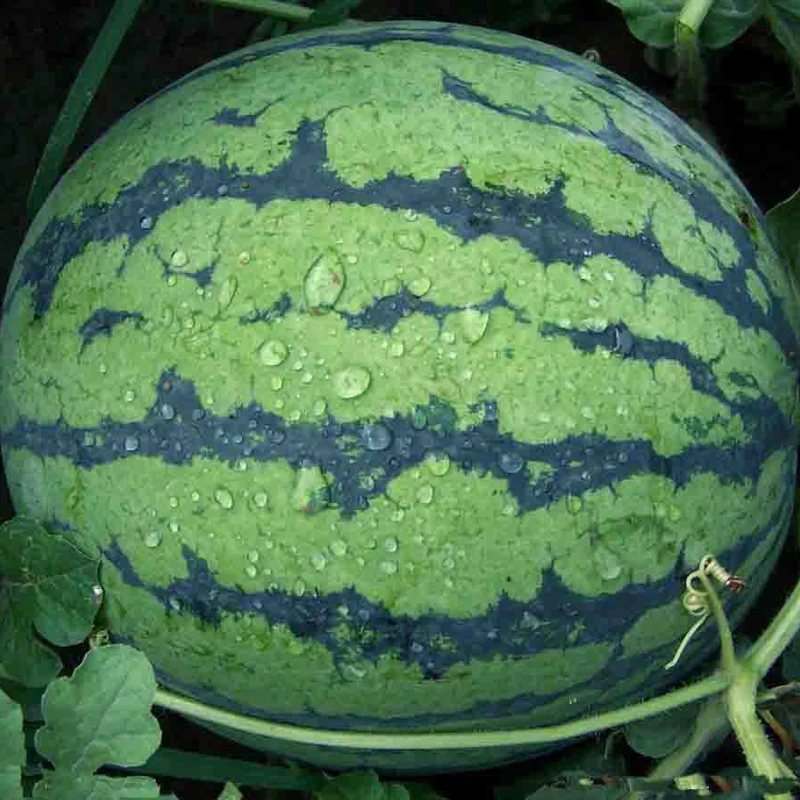 Rare Blue Watermelon Fruit Seed Sweet Juicy Fruits High Germination Rate - Image 6