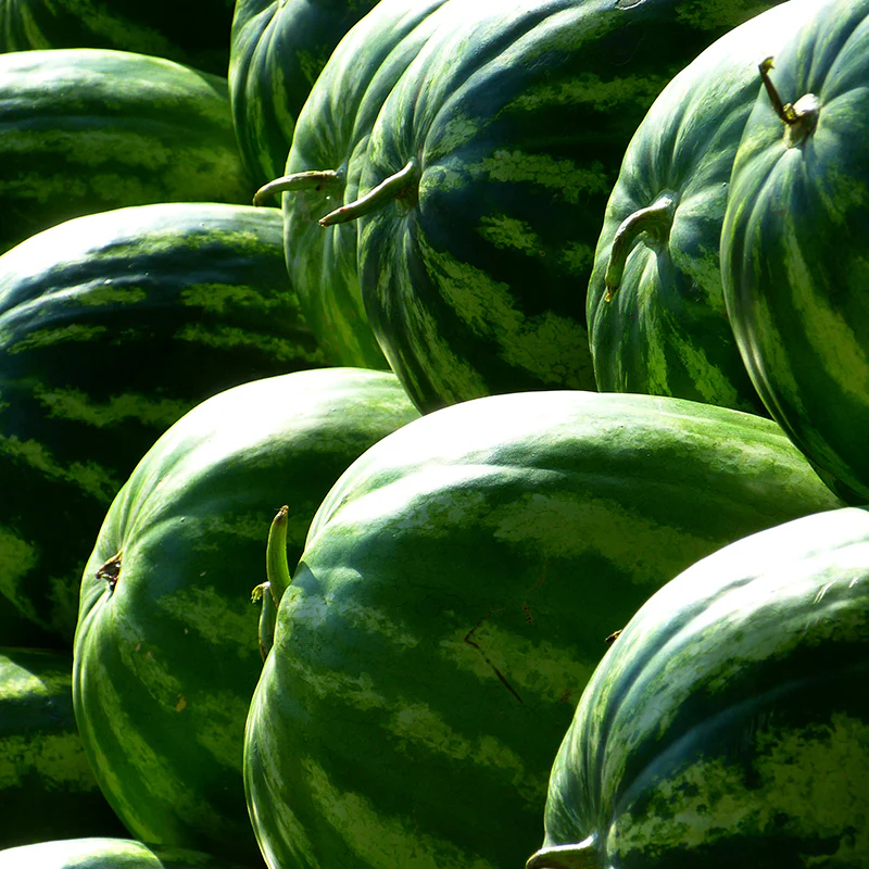 Rare Blue Watermelon Fruit Seed Sweet Juicy Fruits High Germination Rate - Image 7