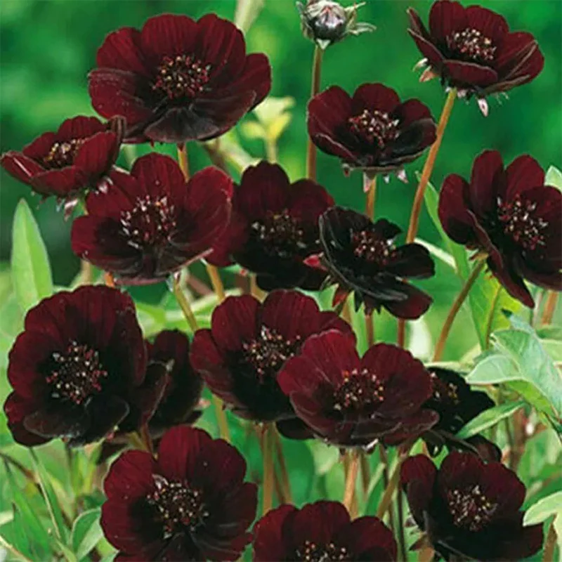 Rare Chocolate Flowers Seeds Cosmos Bonsai - Image 3