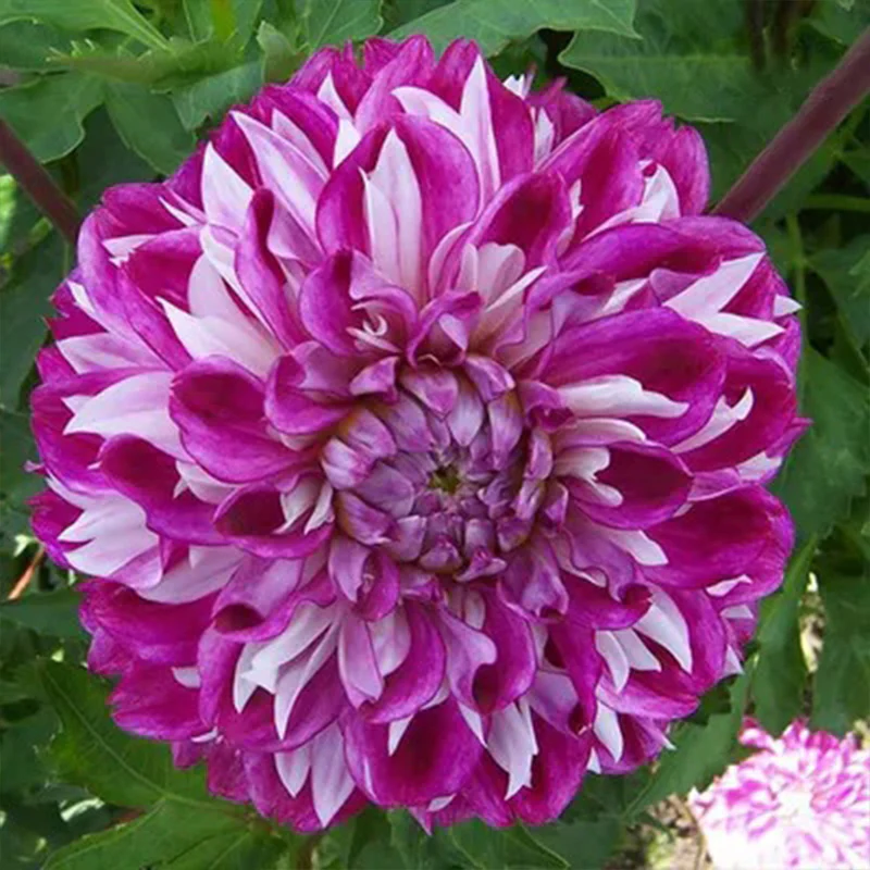 Rare Dahlias - Image 10