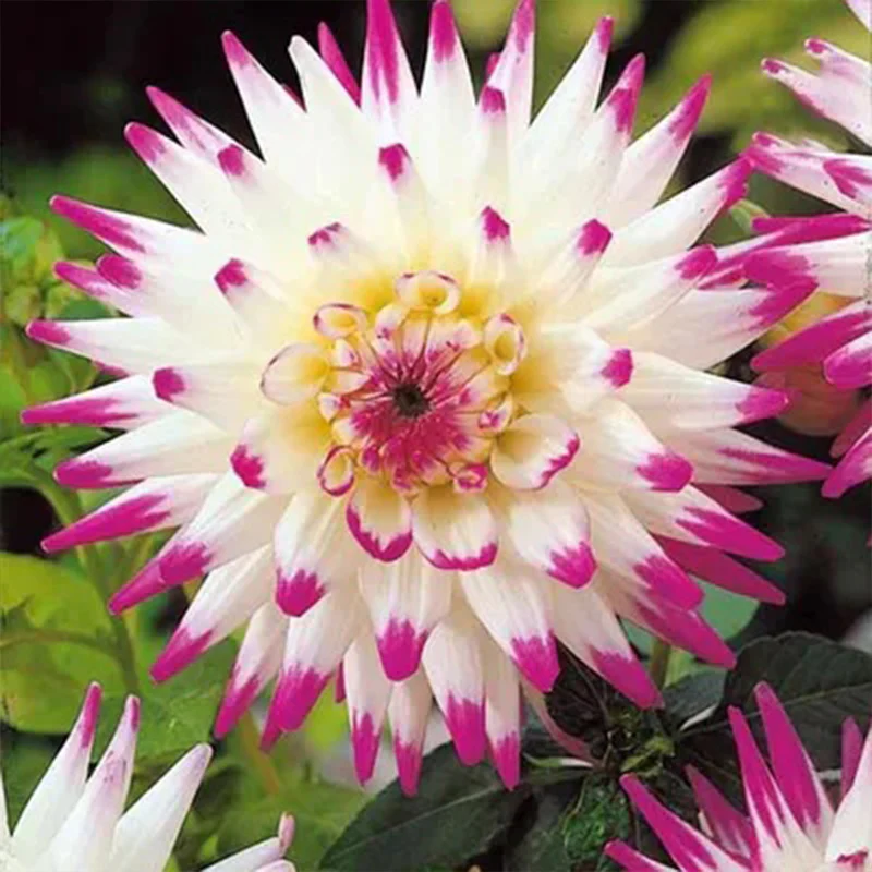 Rare Dahlias - Image 8