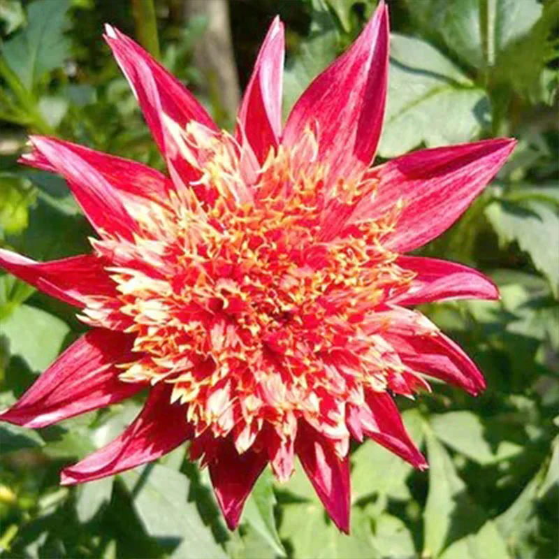 Rare Dahlias - Image 9