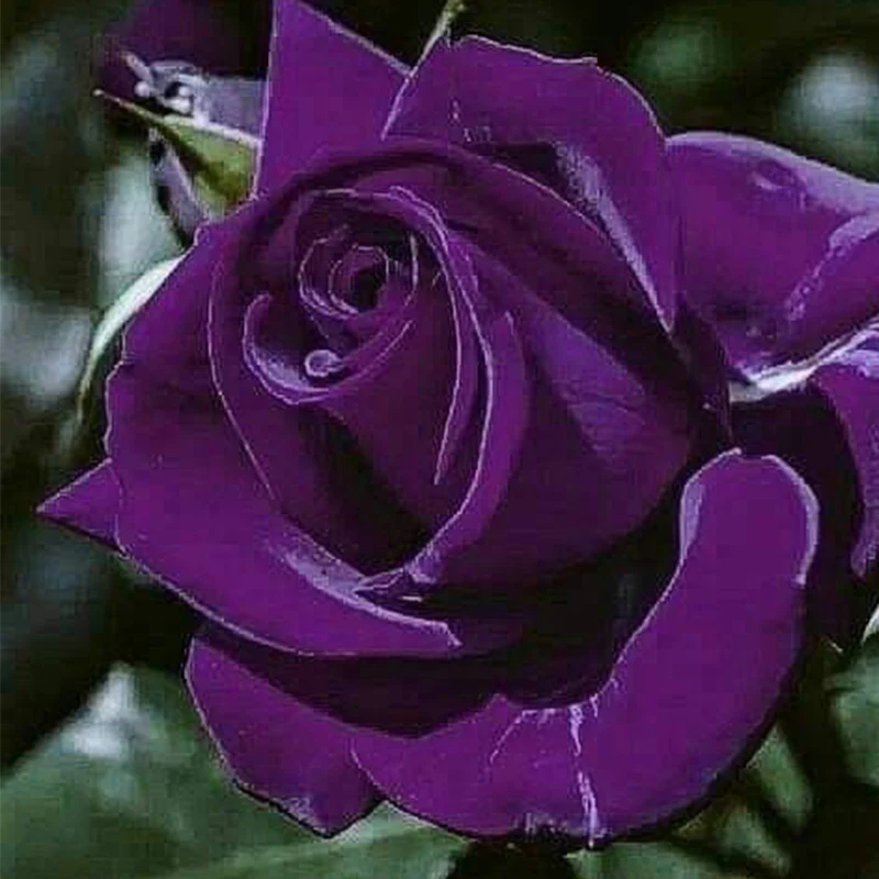 Rare Exotic Dark Purple Rose Seeds - Image 2