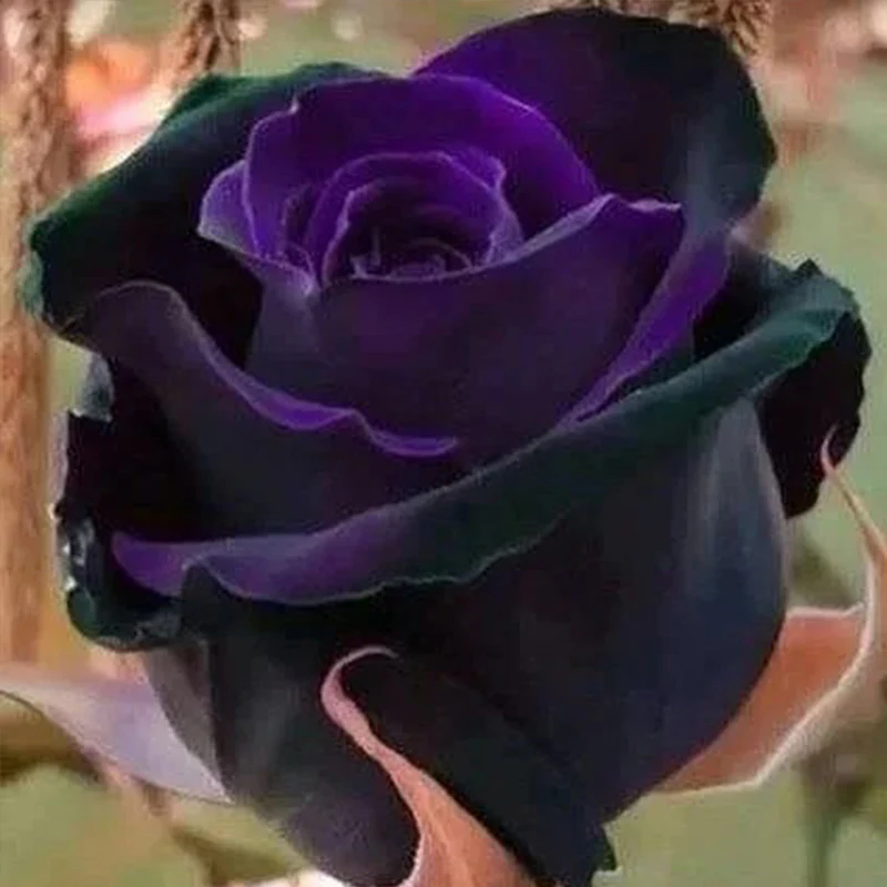 Rare Exotic Dark Purple Rose Seeds - Image 3