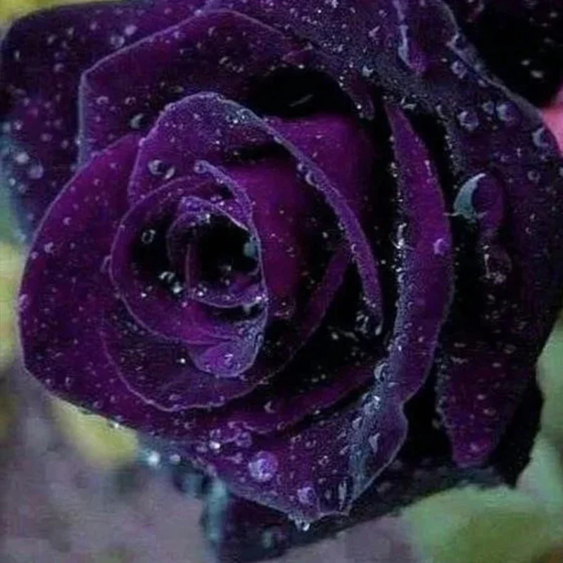Rare Exotic Dark Purple Rose Seeds - Image 5