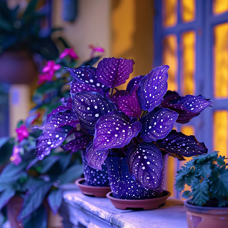 Rare Galaxy Polka Dot Begonia Seeds - Image 10