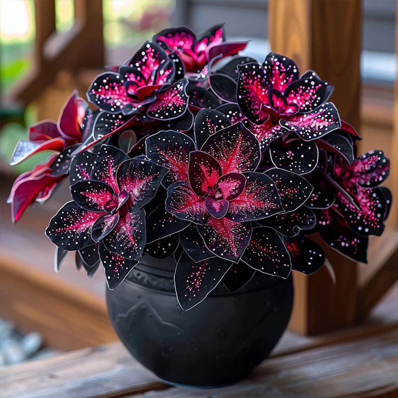 Rare Galaxy Polka Dot Begonia Seeds - Image 11