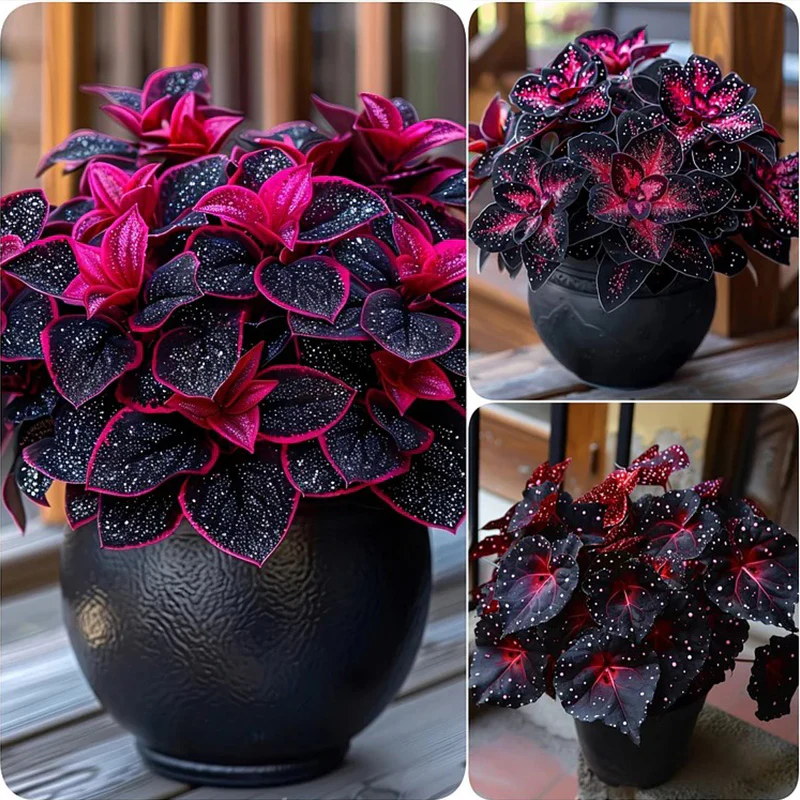 Rare Galaxy Polka Dot Begonia Seeds - Image 12