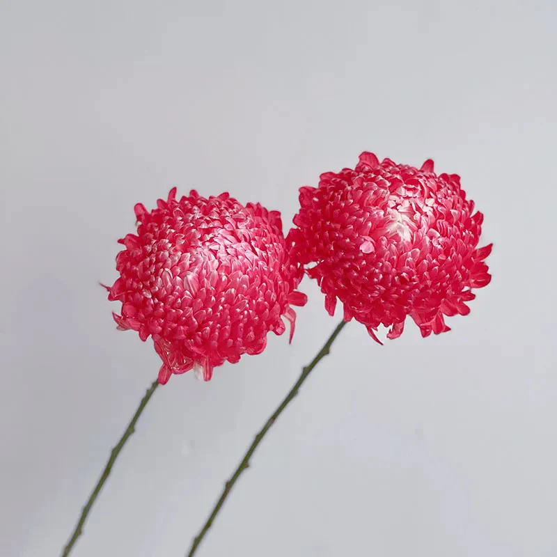 Rare Gradient Red Peony Chrysanthemum Seeds - Image 3