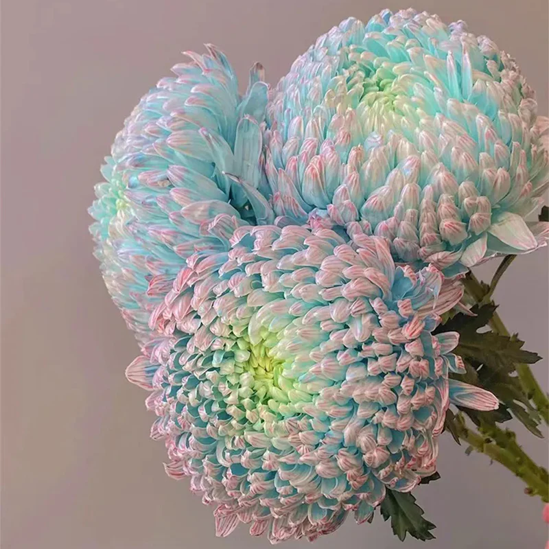 Rare Peony Chrysanthemum - Image 6
