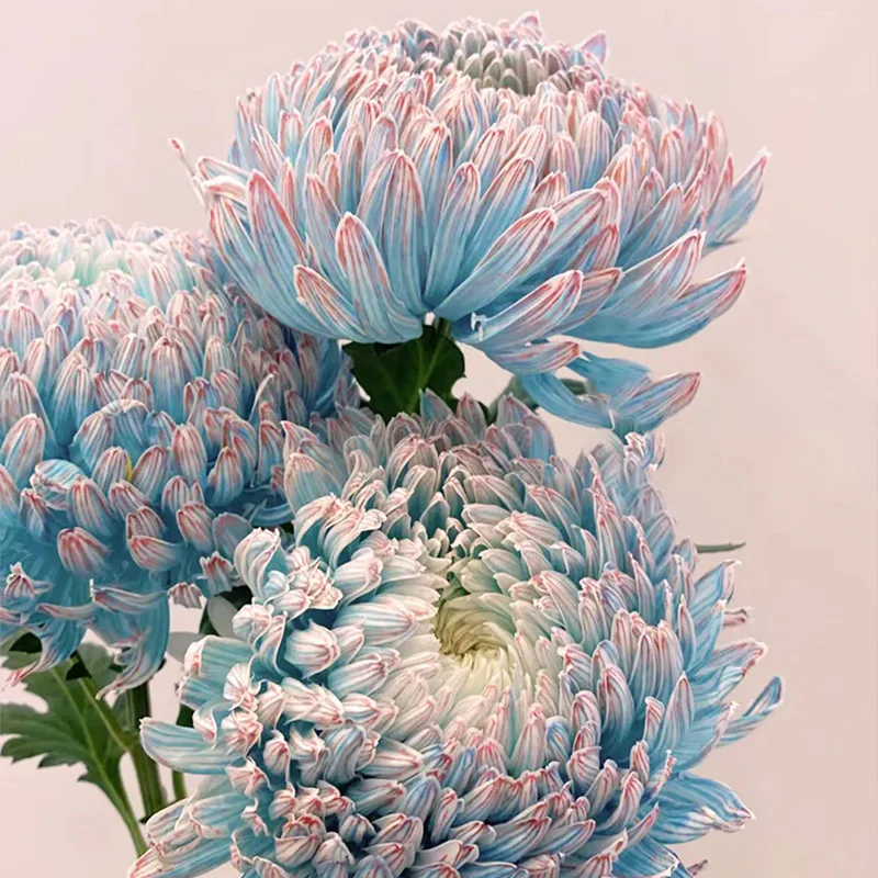 Rare Peony Chrysanthemum - Image 8