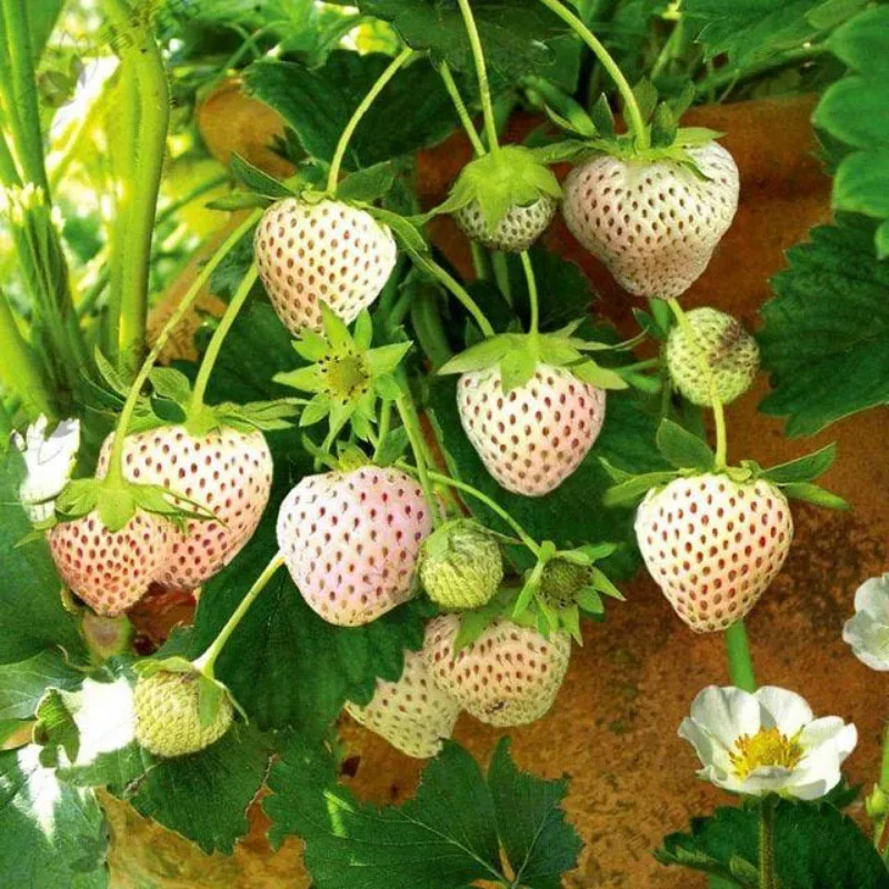 Rare Milk Strawberry Seeds - Image 3