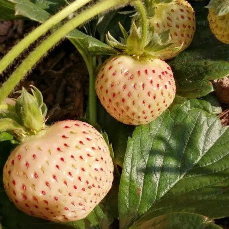 Rare Milk Strawberry Seeds - Image 4