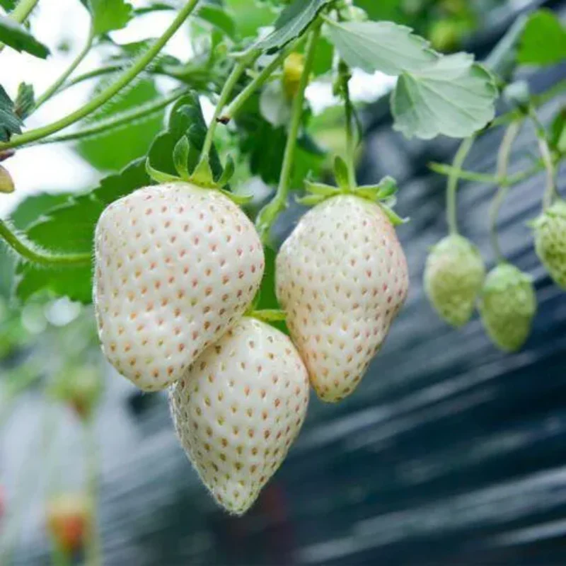Rare Milk Strawberry Seeds - Image 5