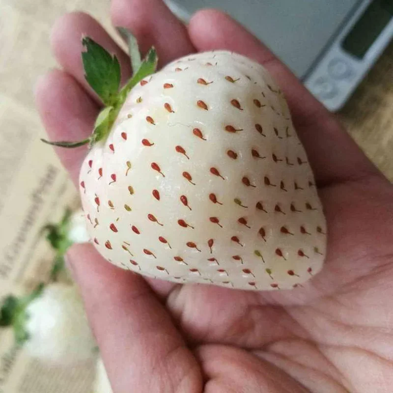 Rare Milk Strawberry Seeds - Image 7