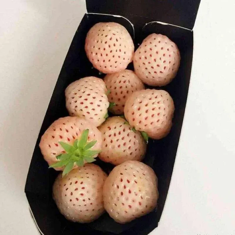 Rare Milk Strawberry Seeds - Image 8