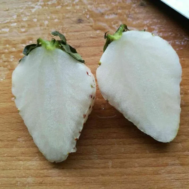 Rare Milk Strawberry Seeds - Image 9