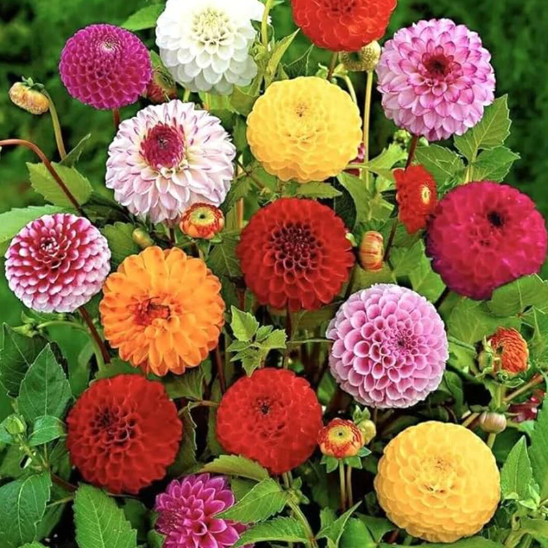 Rare Mix Dahlia Pompon Flower Seeds Variabilis Beautiful 　 - Image 4