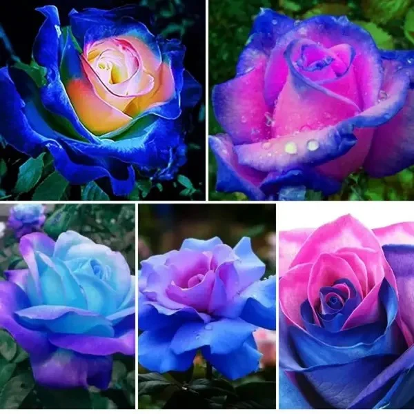 Rare Moon Rose Seeds - Image 3