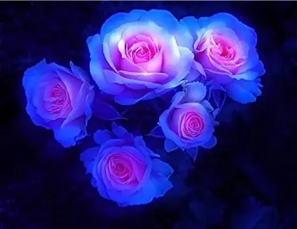 Rare Moon Rose Seeds - Image 4