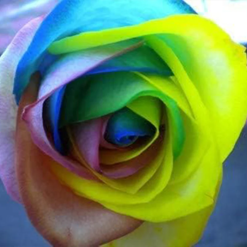 Rare Multi Colorful Rainbow Rose Flower Seeds - Image 2