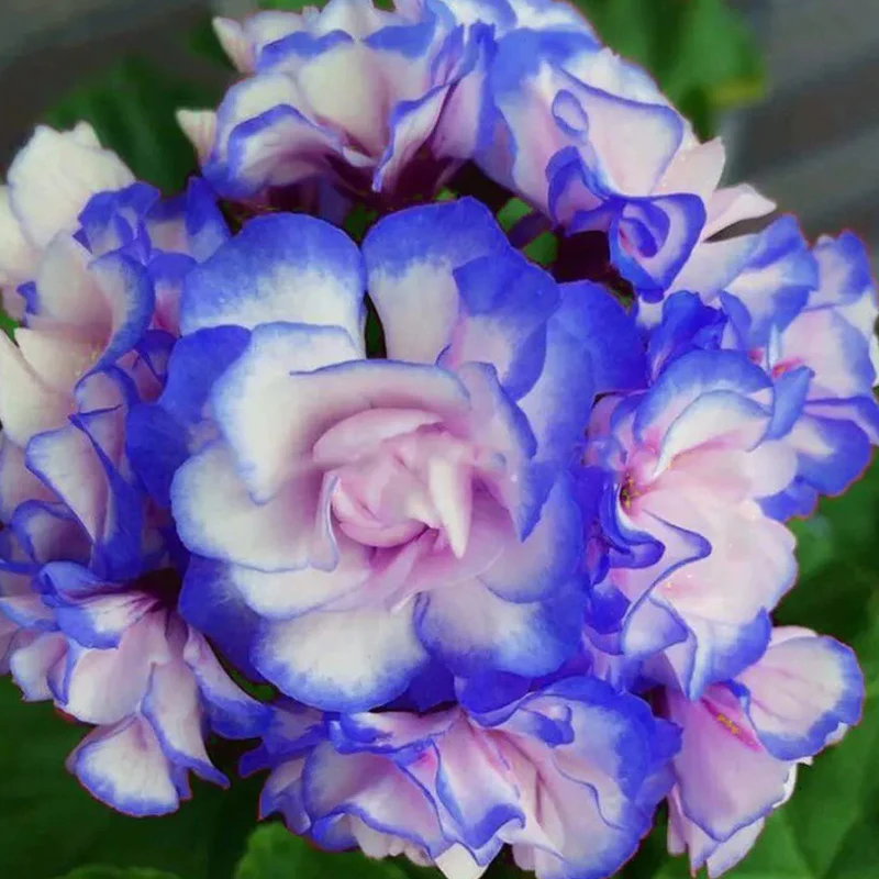 Rare 'Night Blue' Geranium Seeds Appleblossom Rosebud Pelargonium Perennial - Image 2