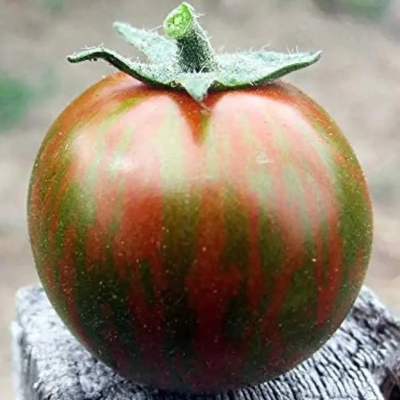 Rare Organic Vegetable Tomato Seeds "Black Zebra" (Lycopersicon esculentum Mill) - Image 2