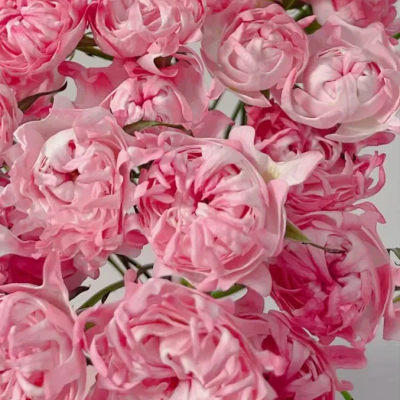Rare Pink Kite Roses - Image 2
