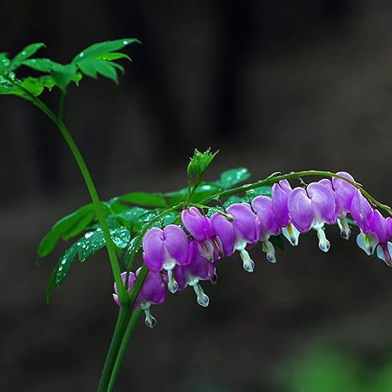 Rare Purple Bleeding Heart Seeds Dicentra Spectabilis Flower Seeds