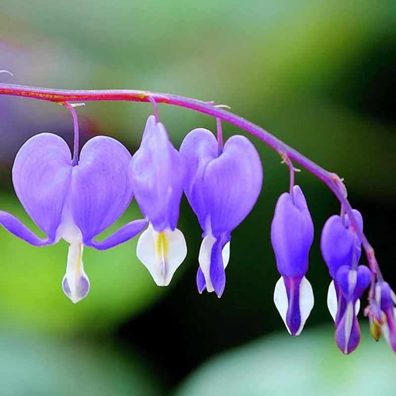 Rare Purple Bleeding Heart Seeds Dicentra Spectabilis Flower Seeds - Image 2