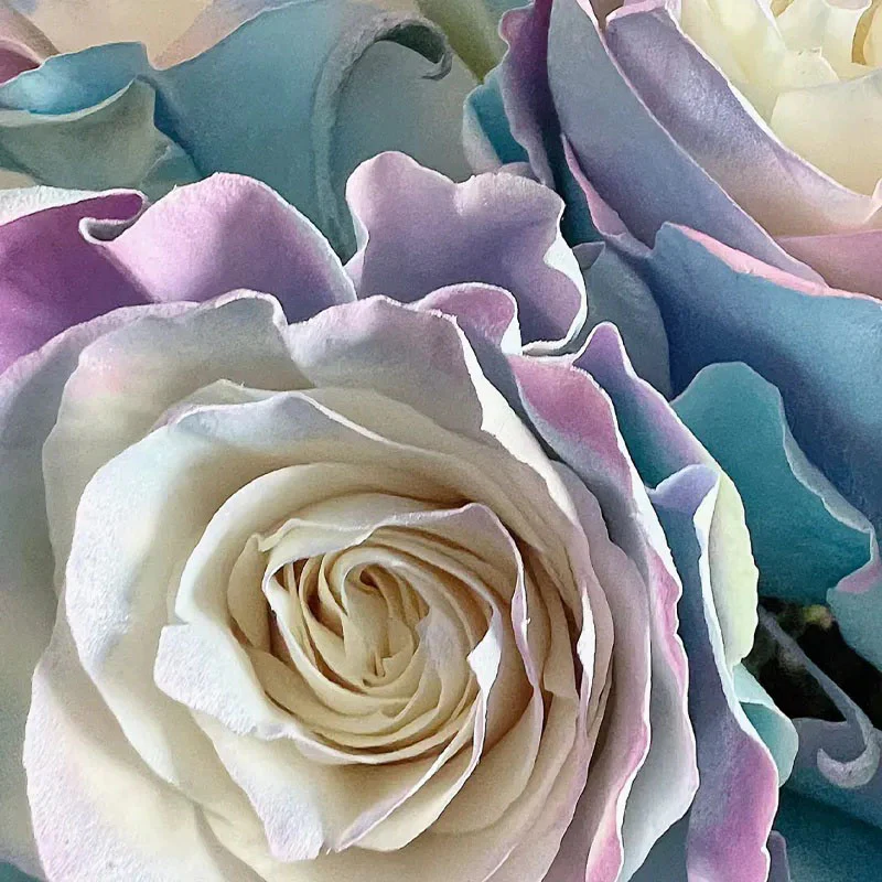 Rare Rose - Fairy Tale - Image 5