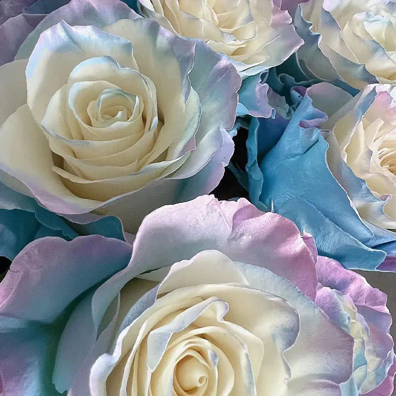 Rare Rose - Fairy Tale - Image 6
